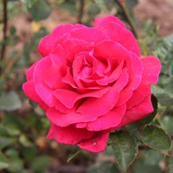 Rose 'Hacienda'